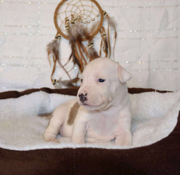 Dreams Maker's - Chiots disponibles - American Staffordshire Terrier