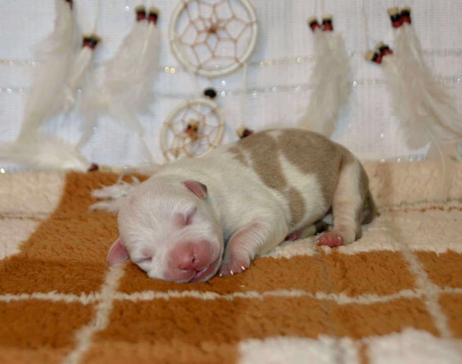 Dreams Maker's - Chiots disponibles - American Staffordshire Terrier