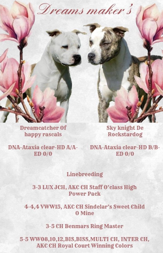 Dreams Maker's - American Staffordshire Terrier - Portée née le 06/05/2023