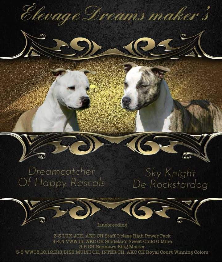 Chiot American Staffordshire Terrier Dreams Maker's