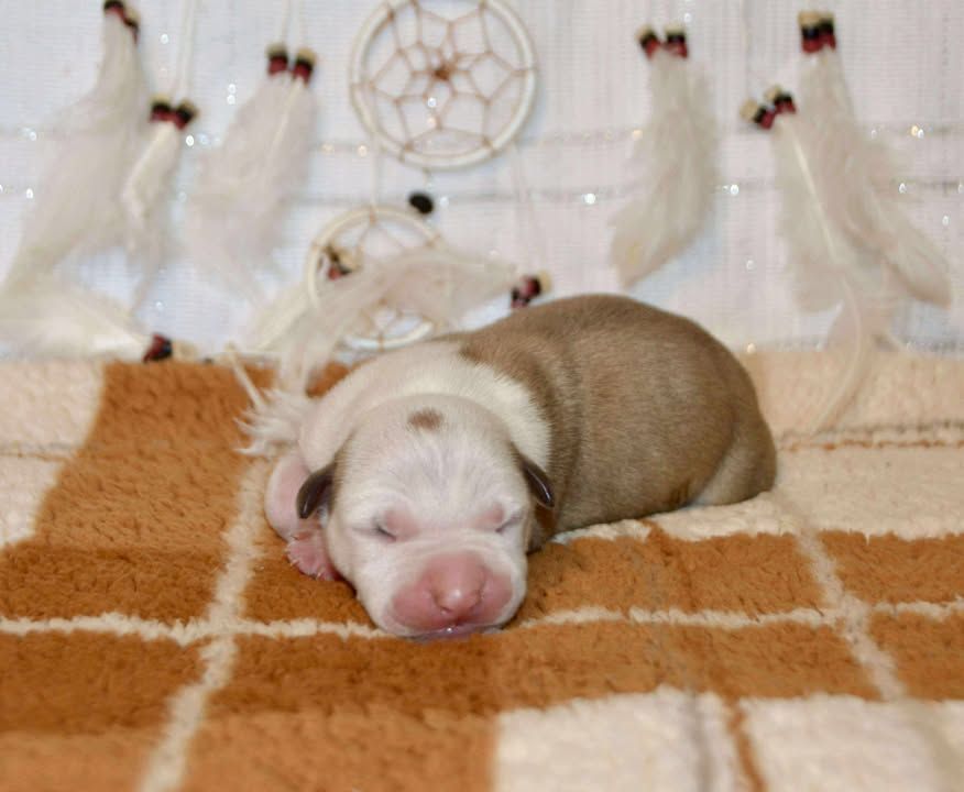 Dreams Maker's - Chiots disponibles - American Staffordshire Terrier