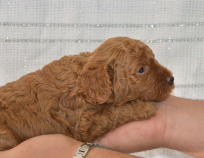 Biscuit