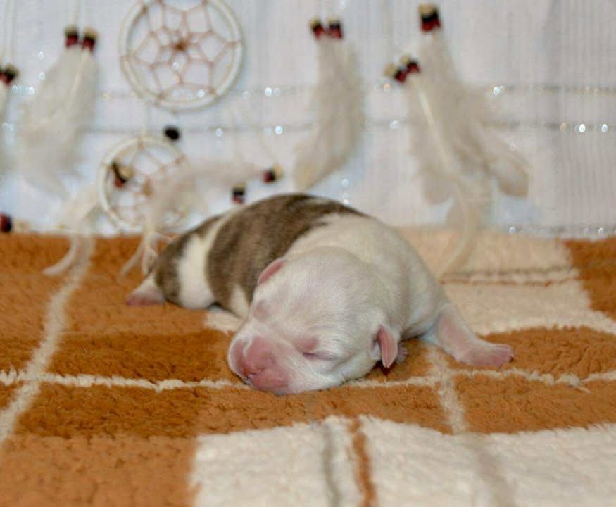 Dreams Maker's - Chiots disponibles - American Staffordshire Terrier