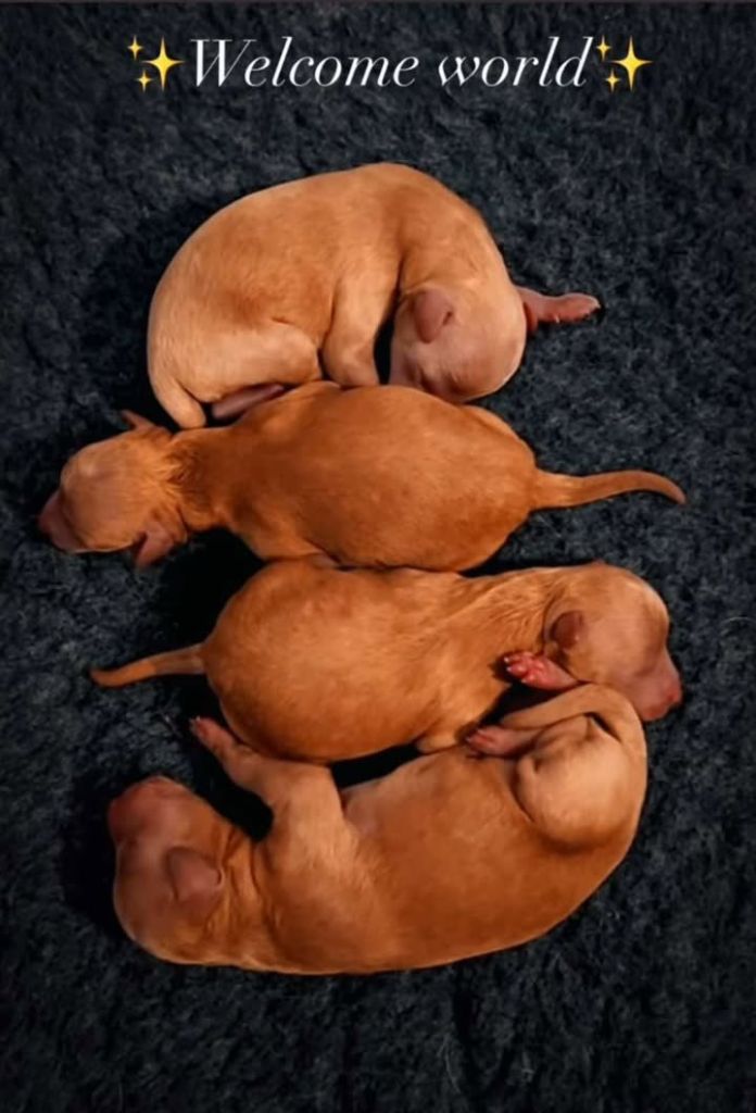 Dreams Maker's - Chiots disponibles - Caniche