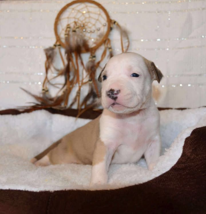 Dreams Maker's - Chiots disponibles - American Staffordshire Terrier