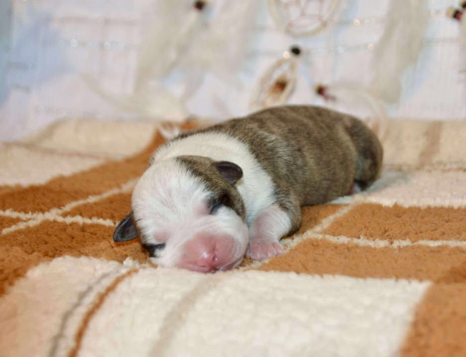 Dreams Maker's - Chiots disponibles - American Staffordshire Terrier